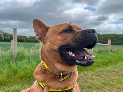 Nutmeg | Crossbreed | Evesham (Worcestershire) - 3