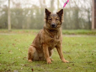 Daisy | Collie (Border) Cross | Kenilworth (West Midlands) - 1