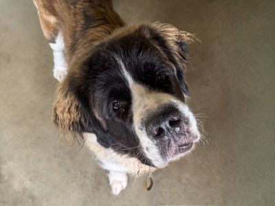 Lumi | St Bernard | Basildon (Essex) - 5