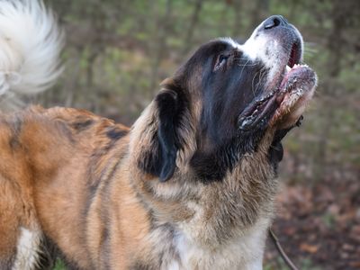 Lumi | St Bernard | Basildon (Essex) - 3