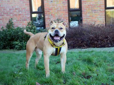 Bruno | Bulldog | Darlington - 3