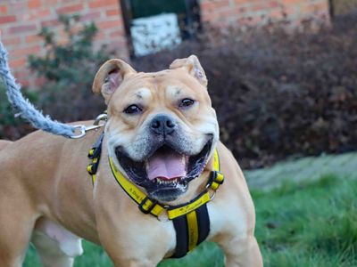 Bruno | Bulldog | Darlington - 2