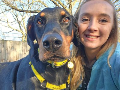 Marley, a 5 years old male Dobermann available for adoption from Dogs Trust in Kent