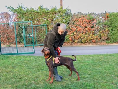 Frank, a 1 year old male Dobermann available for adoption from Dogs Trust in Berkshire