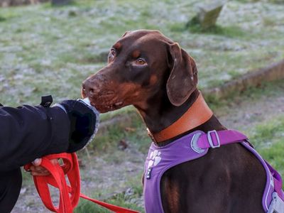 Frank | Dobermann | Newbury (Berkshire) - 3