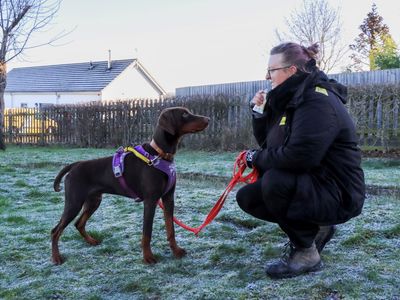 Frank | Dobermann | Newbury (Berkshire) - 5
