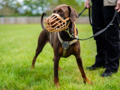 Frank, a 1 year old male Dobermann available for adoption from Dogs Trust in Berkshire
