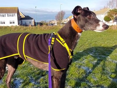 Walker | Greyhound | Shoreham (Sussex) - 3