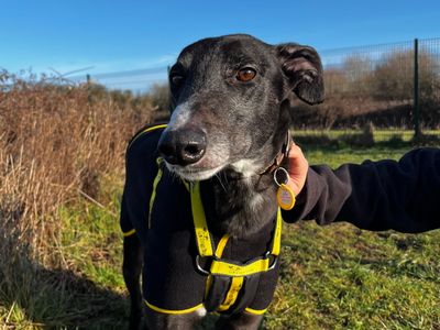 Walker | Greyhound | Shoreham (Sussex) - 1