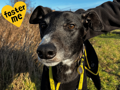 Walker | Greyhound | Shoreham (Sussex) - 3