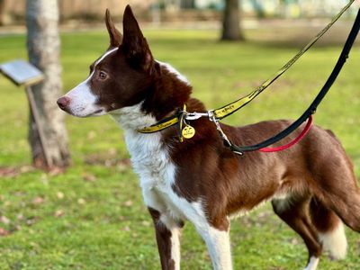 Maloney | Collie (Border) | Canterbury - 3