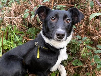 Lainey | Collie (Border) | Snetterton (Norfolk) - 3