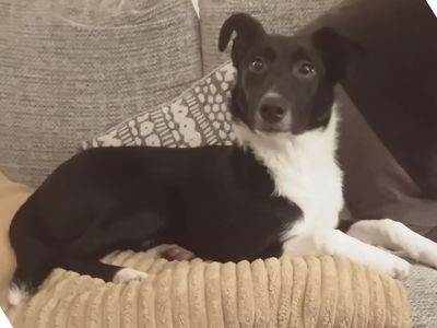 Lainey | Collie (Border) | Snetterton (Norfolk) - 1