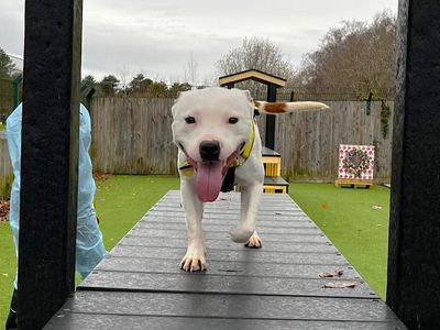 Carter | Terrier (Staffordshire Bull) | Canterbury - 2