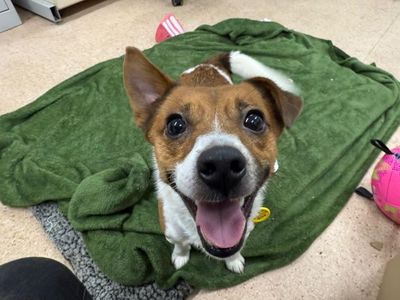 Eddie | Terrier (Jack Russell) | Glasgow - 3