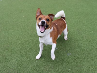 Eddie | Terrier (Jack Russell) | Glasgow - 1