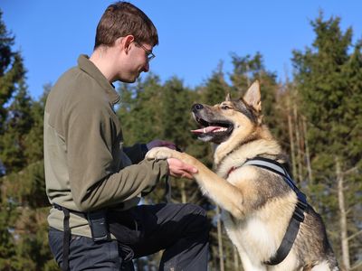 Loki | German Shepherd Dog Cross | Leeds - 3