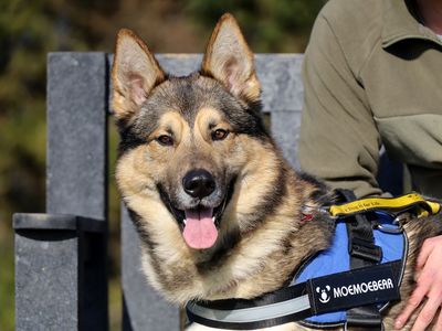 Loki | German Shepherd Dog Cross | Leeds - 5
