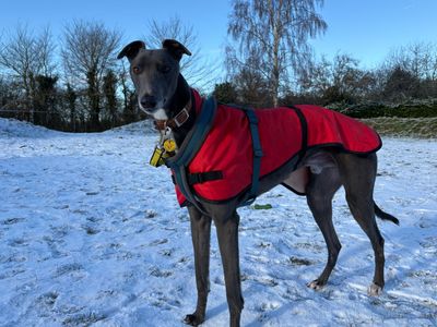 River | Greyhound | Snetterton (Norfolk) - 2