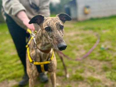 Ria | Greyhound | Snetterton (Norfolk) - 1