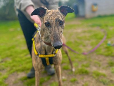 Ria | Greyhound | Snetterton (Norfolk) - 3