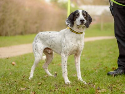 Blot | Pointer | Kenilworth (West Midlands) - 3