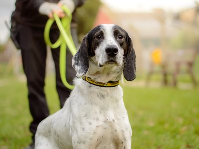 Blot | Pointer | Kenilworth (West Midlands) - 2