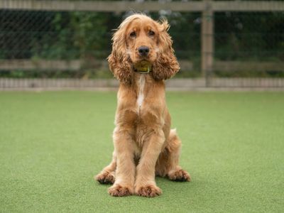 Alvin | Spaniel (Cocker) | Kenilworth (West Midlands) - 3
