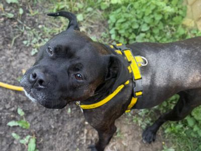 Lillie | Terrier (Staffordshire Bull) | Shrewsbury (Shropshire) - 1
