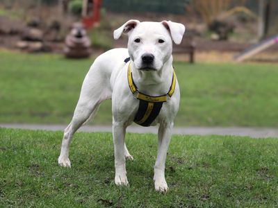 Ruby | Terrier (Staffordshire Bull) Cross | Merseyside (Liverpool) - 5