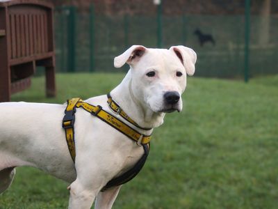 Ruby | Terrier (Staffordshire Bull) Cross | Merseyside (Liverpool) - 3