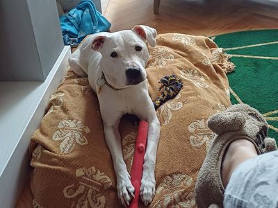 Ruby | Terrier (Staffordshire Bull) Cross | Merseyside (Liverpool) - 5