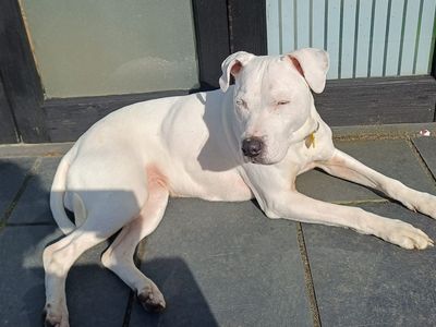 Ruby | Terrier (Staffordshire Bull) Cross | Merseyside (Liverpool) - 3