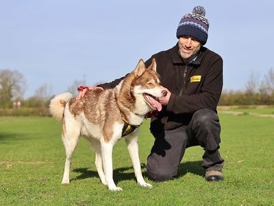 Hunter | Siberian Husky | Leeds - 3