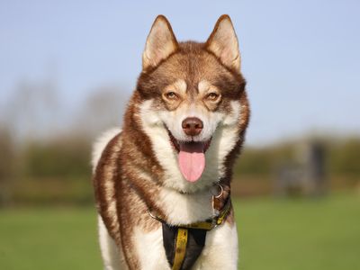 Hunter | Siberian Husky | Leeds - 1
