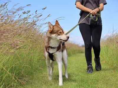 Hunter, a 3 years old male Siberian Husky available for adoption from Dogs Trust in West Yorkshire