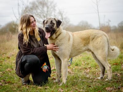 Aslan | Anatolian Shepherd Dog | Evesham (Worcestershire) - 5