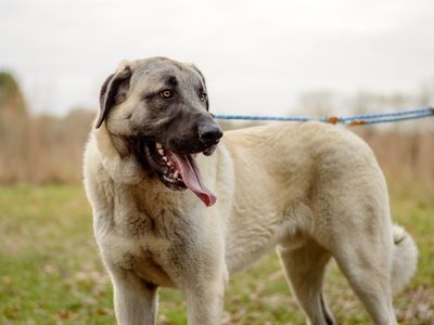 Aslan | Anatolian Shepherd Dog | Evesham (Worcestershire) - 3