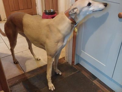 Mindy | Greyhound | Evesham (Worcestershire) - 5