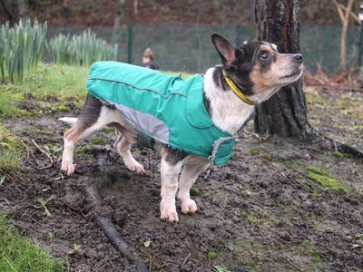Ross | Terrier (Jack Russell) Cross | Merseyside (Liverpool) - 2