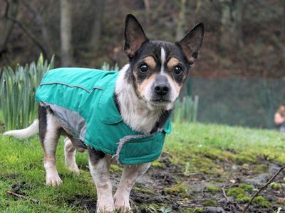 Ross | Terrier (Jack Russell) Cross | Merseyside (Liverpool) - 3