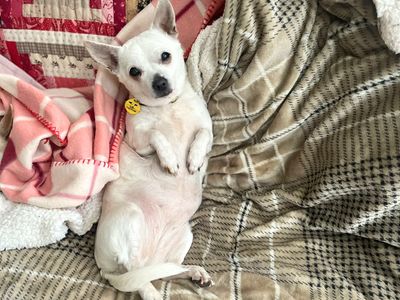 Sophie | Terrier (Jack Russell) Cross | Merseyside (Liverpool) - 5