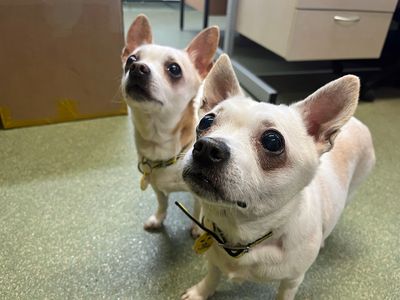 Sophie | Terrier (Jack Russell) Cross | Merseyside (Liverpool) - 3