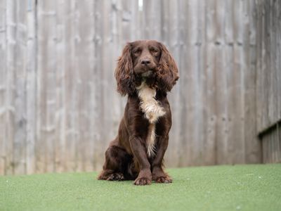 Dobbie | Spaniel (Cocker) | Kenilworth (West Midlands) - 2