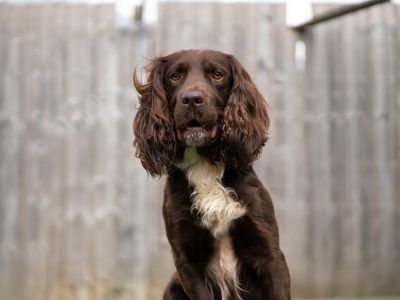 Dobbie | Spaniel (Cocker) | Kenilworth (West Midlands) - 3