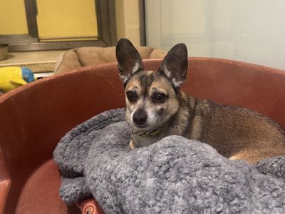 Bruno | Chihuahua (Smooth Coat) Cross | Basildon (Essex) - 3