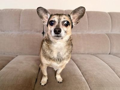 Bruno | Chihuahua (Smooth Coat) Cross | Basildon (Essex) - 5