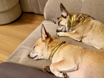 Bruno | Chihuahua (Smooth Coat) Cross | Basildon (Essex) - 5