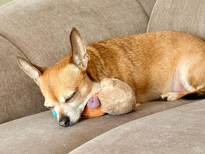 Hugo — Chihuahua (Smooth Coat) Cross