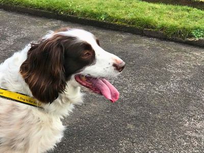 Ellie | Spaniel (English Springer) | Manchester - 3